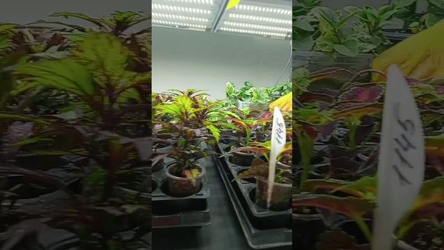 Колеусы Вегетативные/более 140 сортов. Обзор Укоренённ? смотреть онлайн