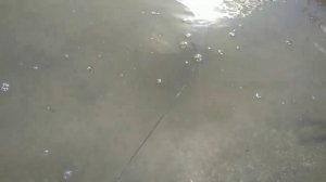 Как сделать ловушку на живца из бутылки!