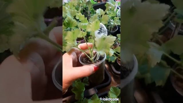 Королевская пеларгония. Черенки в наличии. смотреть онлайн