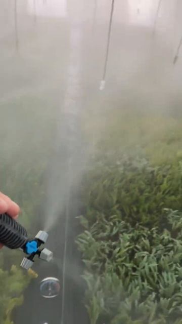 Заставил туманку работать. Как вам? #бересклет #можжев? смотреть онлайн