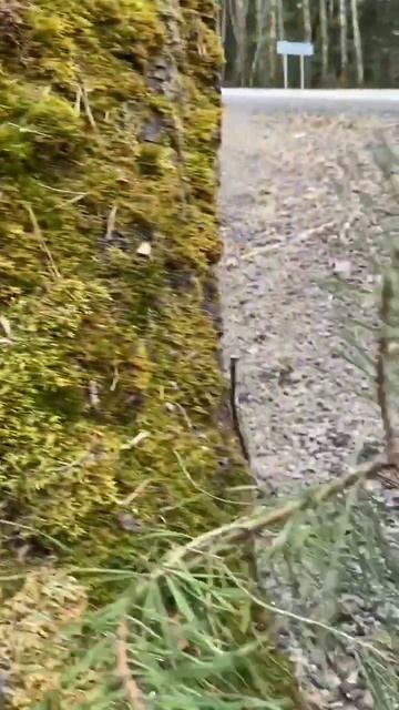 Аномалия!! В Березе растет СОСНА и ЕЛЬ . смотреть онлайн