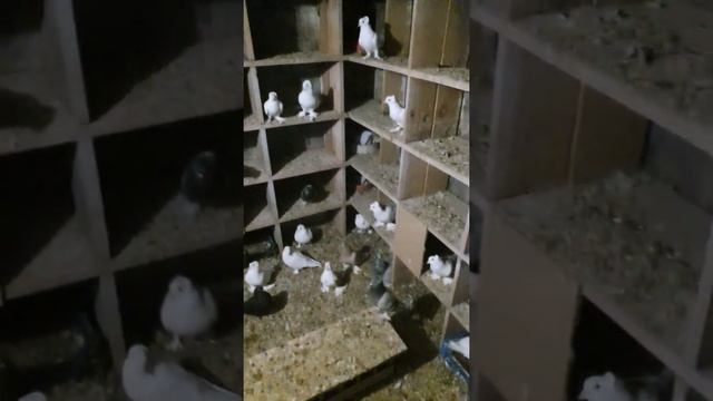 Ленинаканцы на яйцах смотреть онлайн