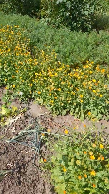 Урожай календули на городі смотреть онлайн