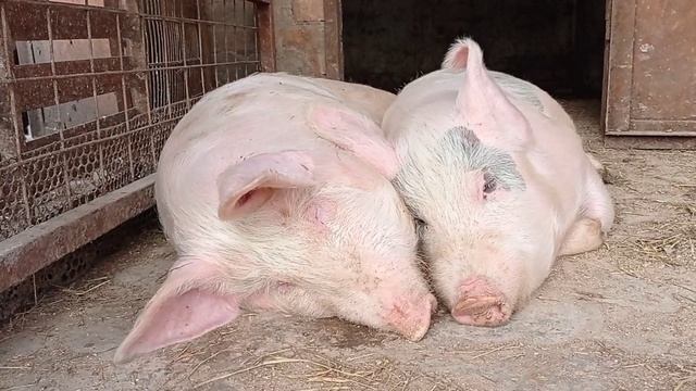 Ломаем недостроенный бычатник. Новый навес и сенник д? смотреть онлайн