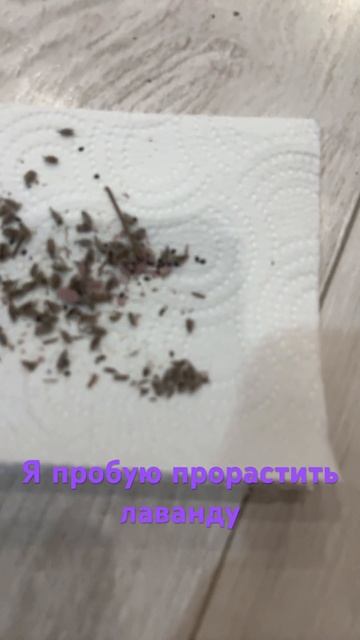 #рекомендации #лаванда смотреть онлайн