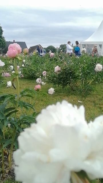 Latvija. Peoniju svētki. Латвия. Пионы #shorts #latvia #латвия #travel #пион смотреть онлайн