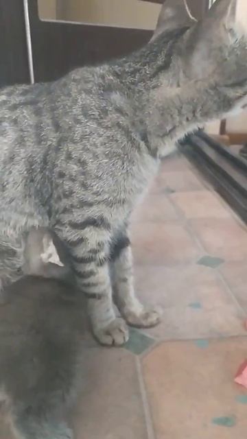 пока мама кошка кушает, котёнок тоже есть, пьёт мамкин? смотреть онлайн