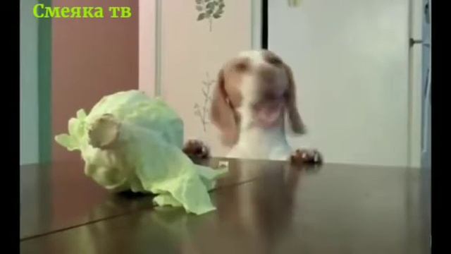 Собака ворует капусту ноября 2019 смотреть онлайн