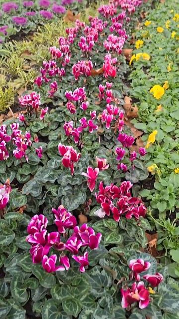 🌺🌺🌺 Новая клумба‼️🌺🌺🌺I #красивыецветы #flowers #цв? смотреть онлайн