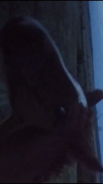 жеребенок повстречавшийся нам в степи есть в видео, а ? смотреть онлайн