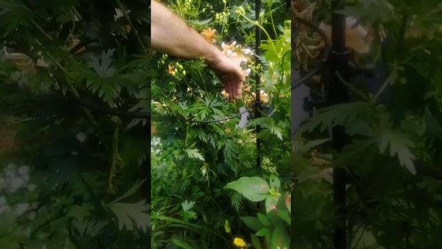 Опора под дельфиниумы, аканит, лилии. смотреть онлайн