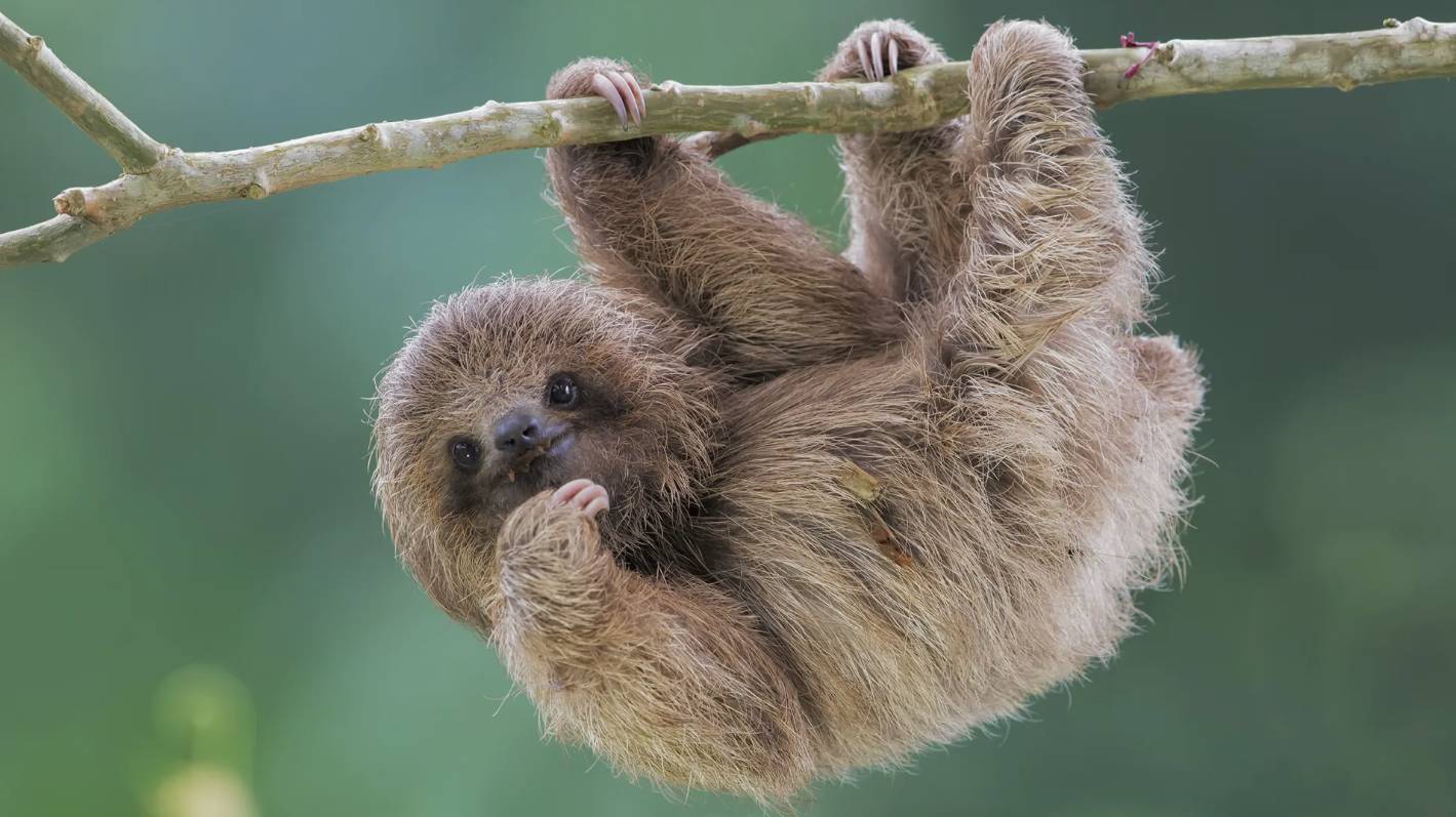 Неполнозубые: Интересные факты про Ленивцев, Муравьедов и Броненосцев смотреть онлайн