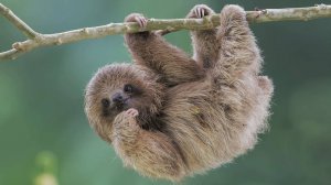 Неполнозубые: Интересные факты про Ленивцев, Муравьедов и Броненосцев