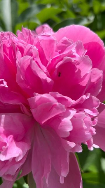 #nature #beautiful #peony #пион #нежность смотреть онлайн