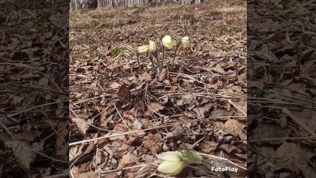 Сибирские подснежники! смотреть онлайн