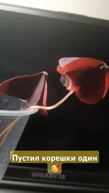 Кисличка #комнатныерастения #комнатныецветы #бабочка смотреть онлайн