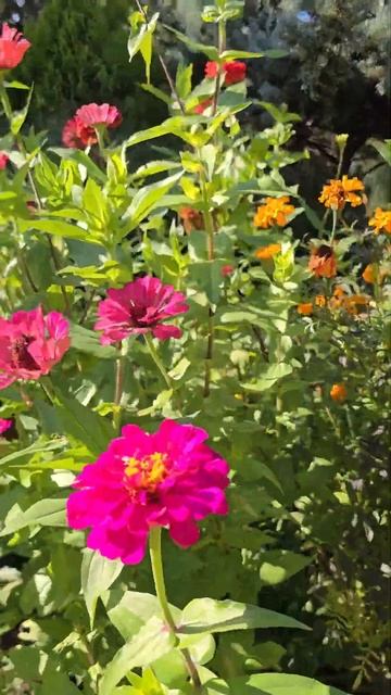 🌺🌺🌺 Любуемся осенью Сочи‼️🌺🌺🌺 #цветы #сочицвет смотреть онлайн