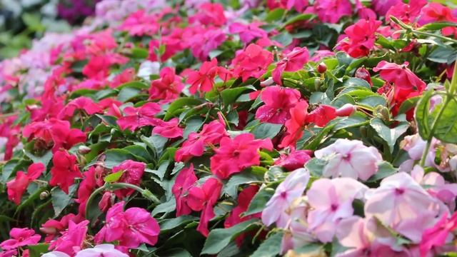 Ты нищая тупая ш_алава, должна быть благодарна, что я в? смотреть онлайн