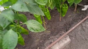 Перец сорта БЕЛОЗЁРКА в ТЕПЛИЦЕ!!!  Сколько Наморозила!