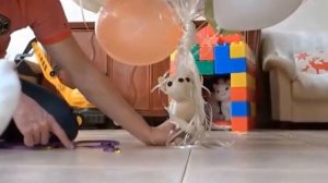 Мурка взлетает на воздушных шариках Надуваем воздушные шарики и запускаем в воздух кошечки и игрушк