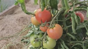 🍅 СУПЕР-ЛУНКА ДЛЯ ТОМАТОВ: СЕКРЕТ РАННЕГО УРОЖАЯ!