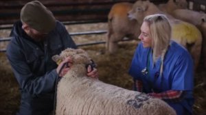 ВЫЛЕЧИЛ ПОНОС У ВЗРОСЛОГО БАРАНА