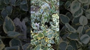 Барвинок вариегатный в зимний период в саду.