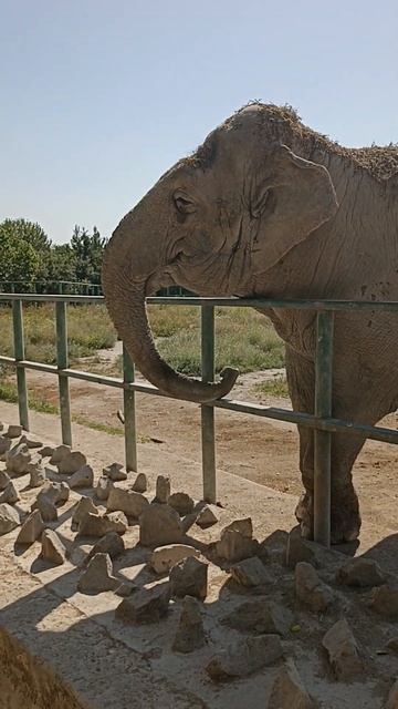 Слон ест банан #крым #тайган #zoo #travel #слон смотреть онлайн