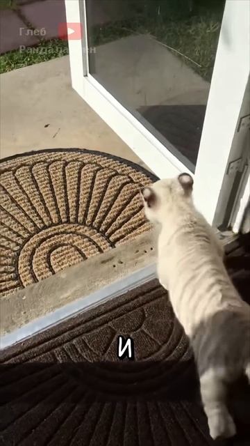 Когда у Тебя Есть Тигренок 😂 смотреть онлайн