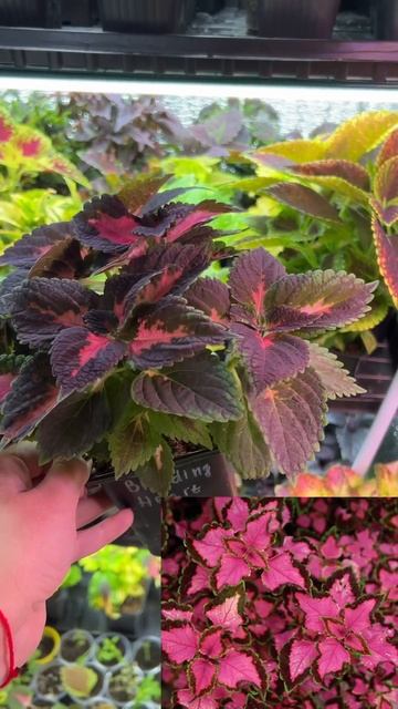 Колеус зимующий #plants #колеус #garden #колеусы #цветы #flowers #? смотреть онлайн