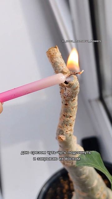 Обрезка #адениум #plants #цветыдлядома #комнатныецветы #в? смотреть онлайн