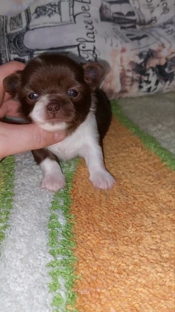 Продажа чихуахуа ! Девочка , д/ш. Симферополь , есть дос? смотреть онлайн