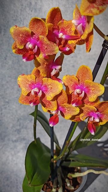 Phal. Sogo Lawrence butterfly 🧡 Яркая рыжая восковая орхидея бабоч смотреть онлайн