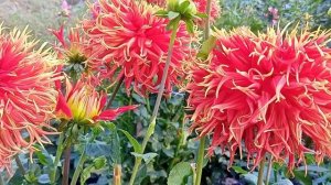 ГЕОРГИНА ШОУ Анд ТЕЛЛ