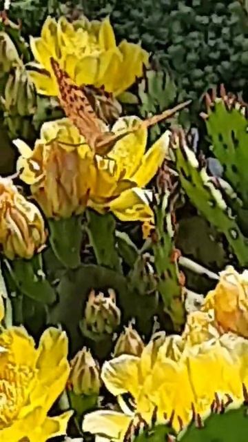 Кактусы зацвели в Крыму 31.05.2024. #кактус #цветы #крым #фео смотреть онлайн