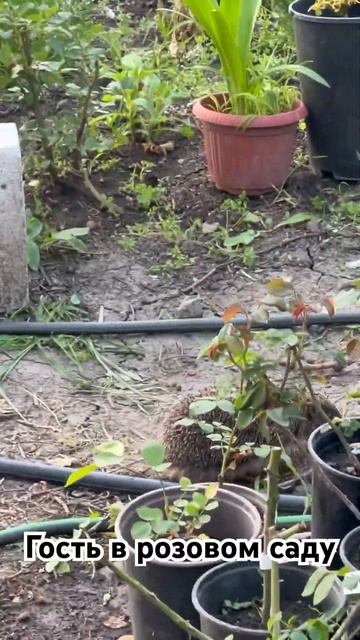 Гость в саду #садоводство #розы #цветы #питомникроз #ро? смотреть онлайн