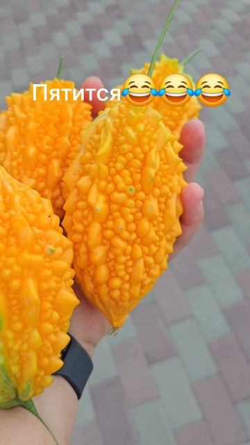 Момордика рулит смотреть онлайн