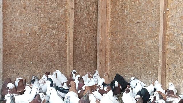 8.05.2025г Обзор Новых Голубей. смотреть онлайн