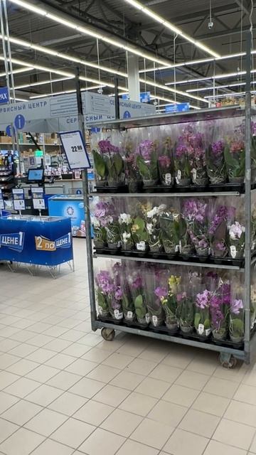 Мутант орхидеи фаленопсис Пинк фламинго или Розовый смотреть онлайн