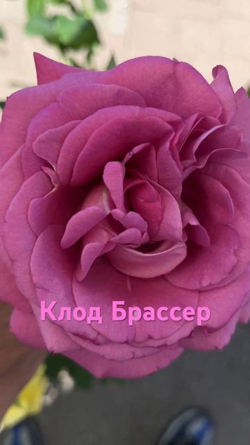 #чайно-гибридная заказать розочку можно по ссылке: https: смотреть онлайн