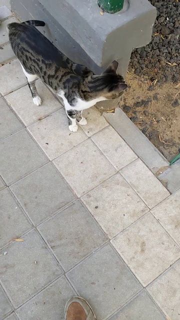 Уличная кошка точит когти 😻 Stray cat sharp claws 🐆 Cute animal Nature смотреть онлайн