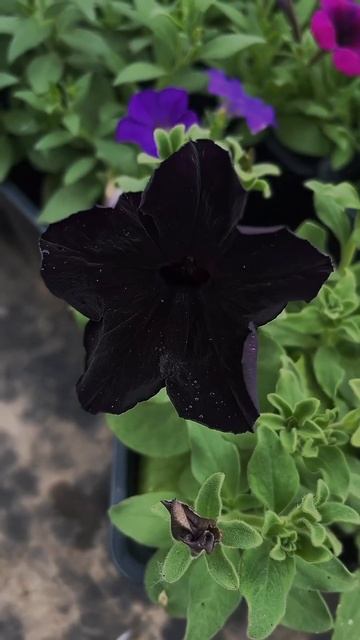 Моя королева 💣👑 #петуния смотреть онлайн