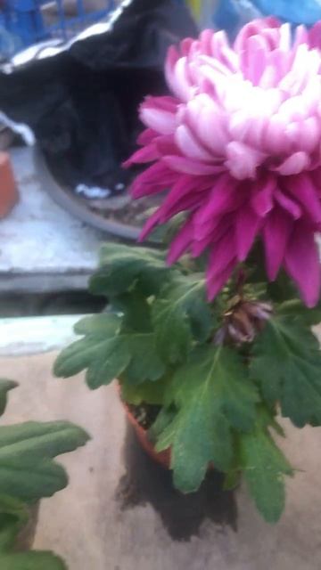 25.03.24 доброе утро, страна!!!#всемдобра#берегитесебяисво смотреть онлайн