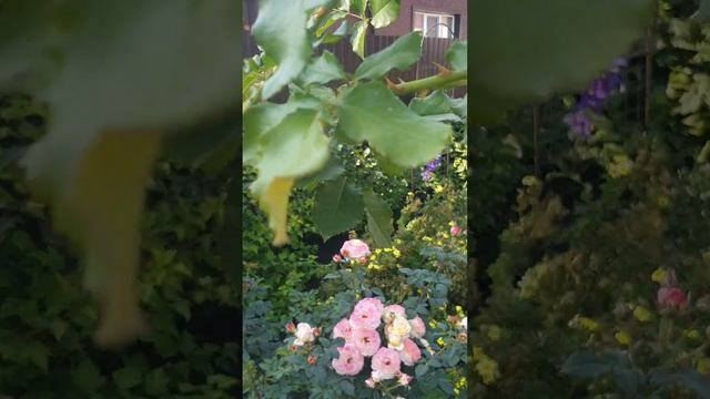 Штамбовая роза из питомника Кордес от покупки до поса? смотреть онлайн