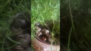 Аспарагус. Как размножить аспарагус?!