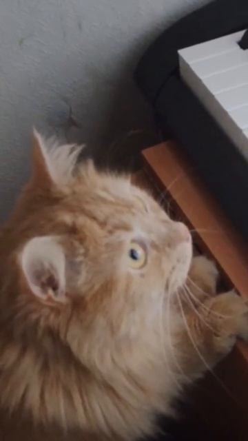 вышла новая песня! Путь к мечте! посмотрите пожалуйста смотреть онлайн