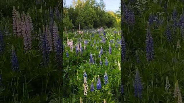 ЛЮПИНЫ смотреть онлайн