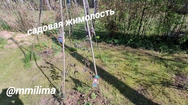 Сенокос. Град . Первоцветы. #сенокос #град #литва #висаг? смотреть онлайн