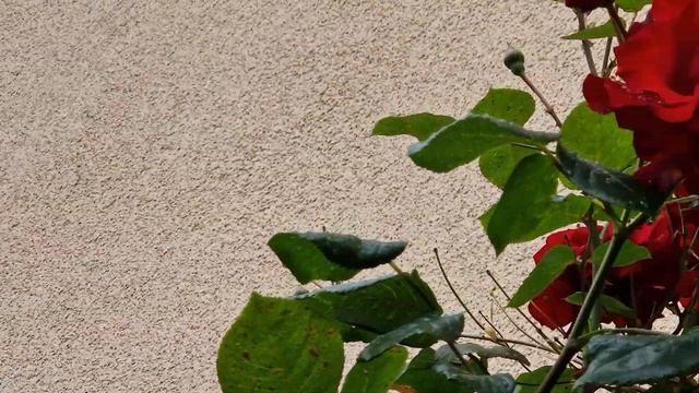 Kletterrose Santana, Роза Сантана Плетистая 01.06.24г смотреть онлайн