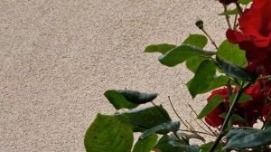 Kletterrose Santana, Роза Сантана Плетистая 01.06.24г